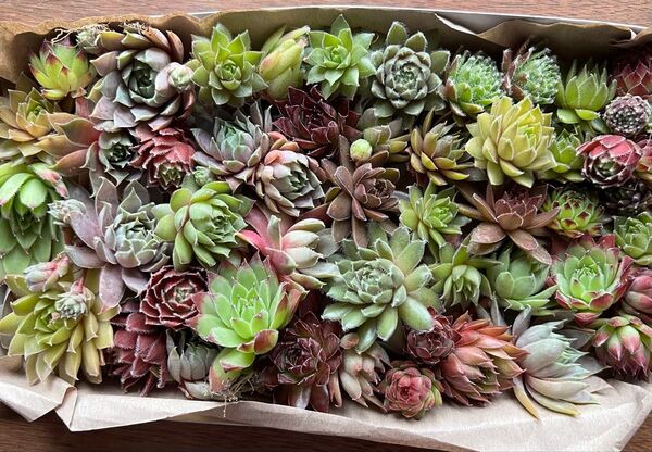センペルカラフル彩りセット063 多肉植物 抜き苗 カット苗 園芸 花