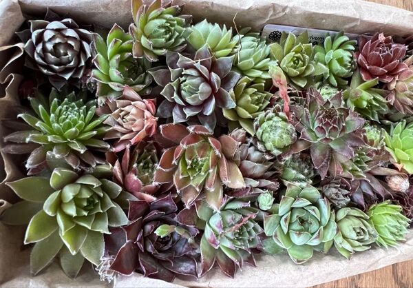 センペルカラフル彩りセット068 多肉植物 カット苗 寄せ植え 群生