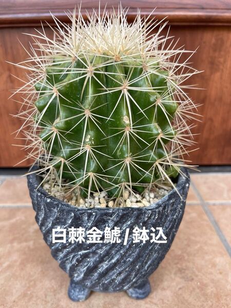 白棘金鯱/鉢付