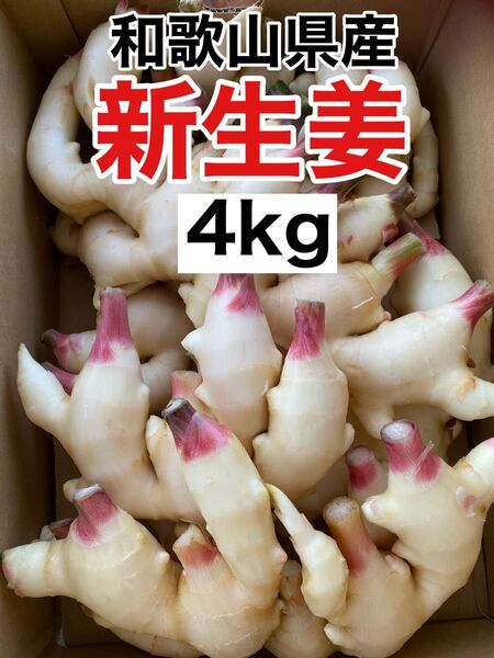 21.砂地ハウス栽培 新鮮な新生姜 4kg 農家直送