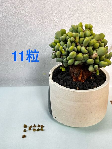 ケラリア ピグマエア 種子11粒