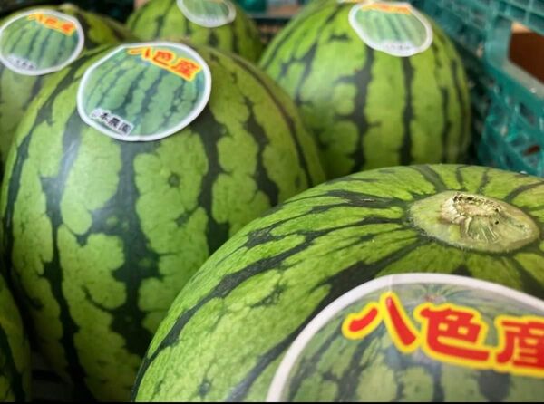 新潟県南魚沼市八色産小玉スイカ品種ひとりじめ空洞果、傷あり品込み2.2kg〜 4玉入り1箱 西瓜