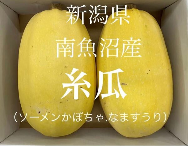 新潟県南魚沼産 金糸瓜 糸瓜(ソーメンかぼちゃ、なますうり)約1.5kg〜 2個入り1箱