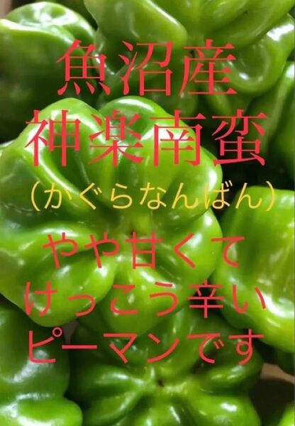 新潟県南魚沼産神楽南蛮(かぐらなんばん)20個入り1箱