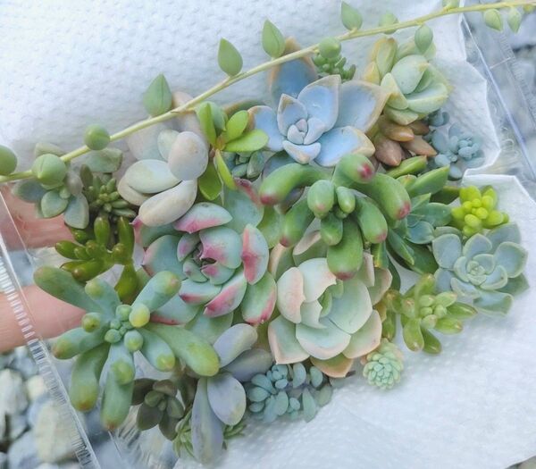 多肉植物詰め合わせ カット苗 詰め合わせ
