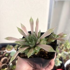 多肉植物 ハオルチア 抜き苗