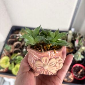 そのまま飾れる 多肉植物 ハオルチア 鉢ごと