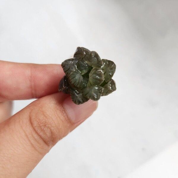 ハオルチア オブツーサ 多肉植物 抜き苗 観葉植物