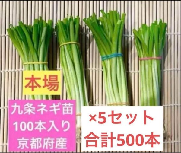 京都府産 九条ネギ苗 500本 家庭菜園や畑に!甘くて柔らか