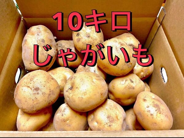 じゃがいも 10キロ 10kg 長崎県島原半島産 西豊 ニシユタカ 産地直送