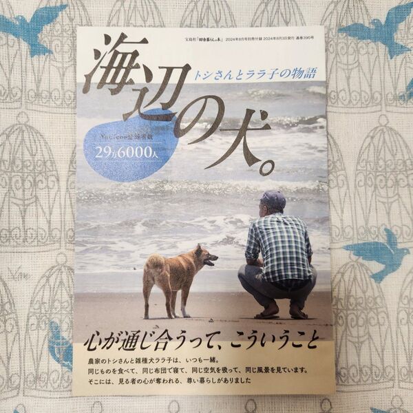 田舎暮らしの本 2024年 8月号 付録 海辺の犬 ララ子 トシさん