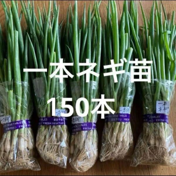一本ネギ苗150本