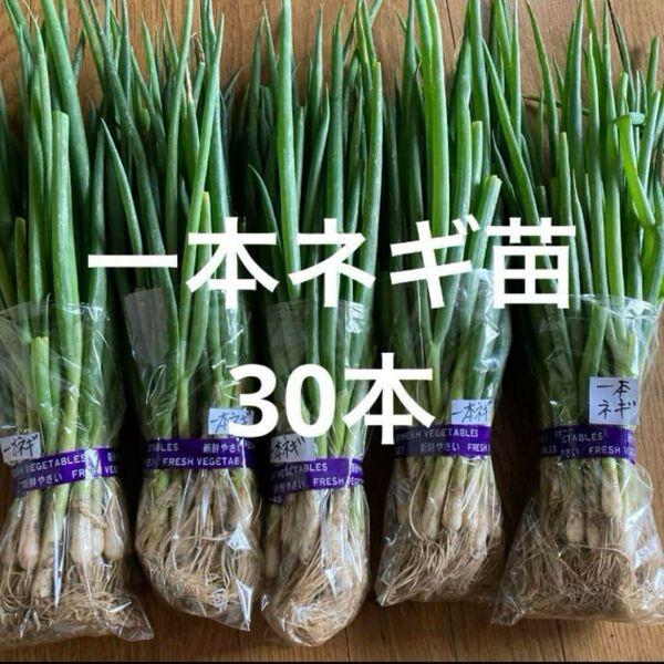 一本ネギ苗30本