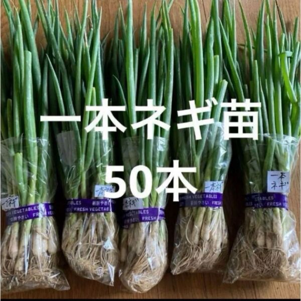 一本ネギ苗50本