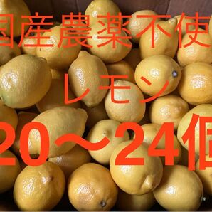 国産 農薬不使用瀬戸内レモン 大きめ20〜24個
