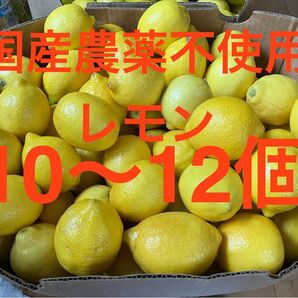 7.国産 農薬不使用瀬戸内レモン10〜12個