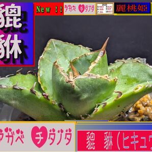 アガベ チタノタ 貔貅9 /発根済み/激安/貴重/ 強棘 極上株/ 包葉型/