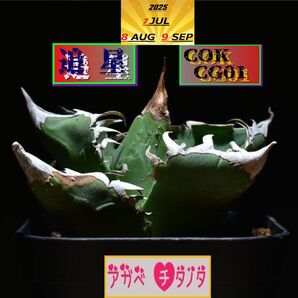 アガベチタノタ/激安/発根済み/追星/ COK CG-01/ ブツブツ /1