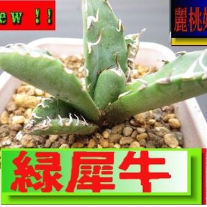 アガベチタノタ / 緑犀牛/激安/発根済み/1 アガベ