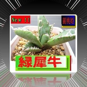 アガベチタノタ / 緑犀牛/激安/発根済み/3 アガベ