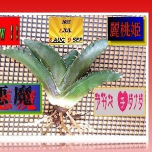 アカベ タチノタ 悪魔くん/激安/ 激 レア /発根済み/11