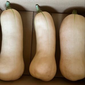 無農薬 バターナッツかぼちゃ 2kg (箱含む)