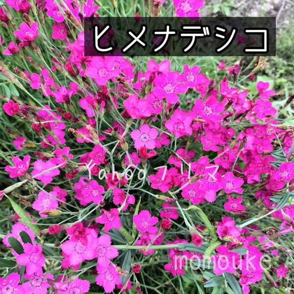 ヒメナデシコ 花の種 500粒以上