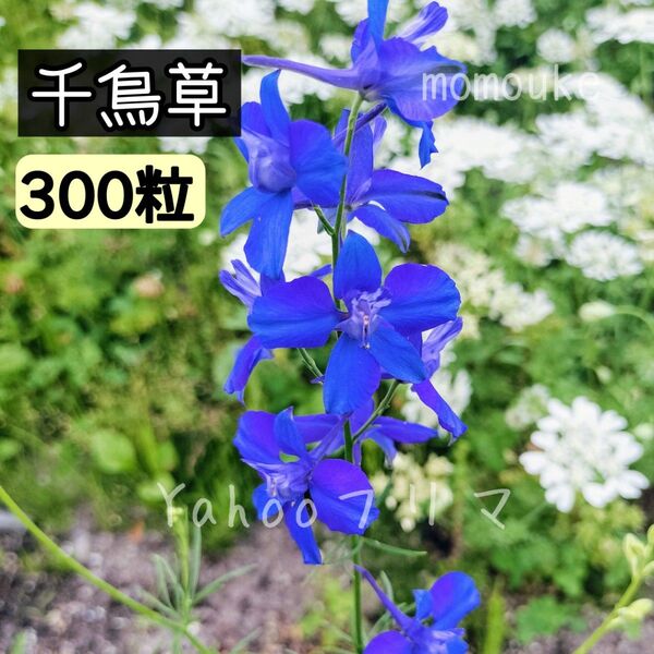 千鳥草 花の種 300粒