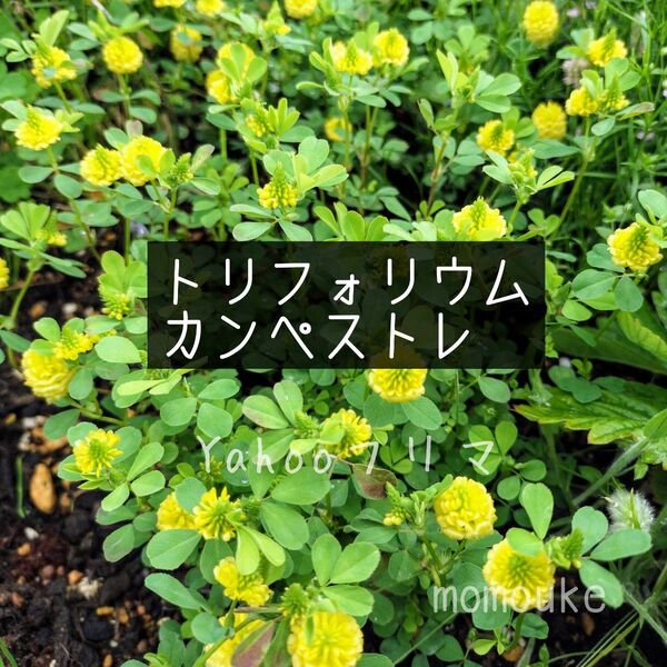 トリフォリウムカンペストレ 花の種 500粒以上 クローバー
