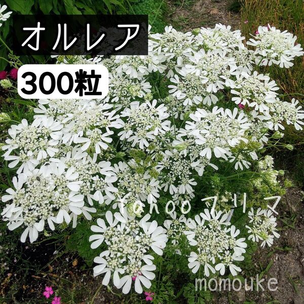 オルレア 花の種 300粒
