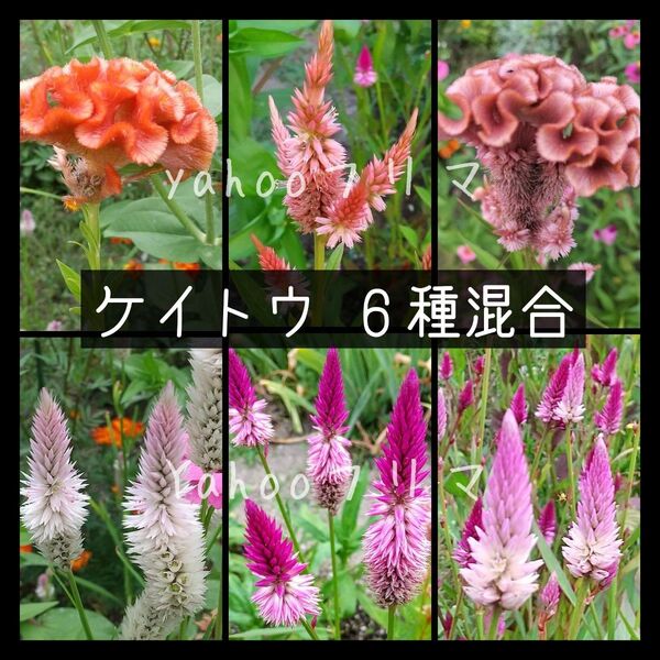 ケイトウ 花の種 6種混合 300粒