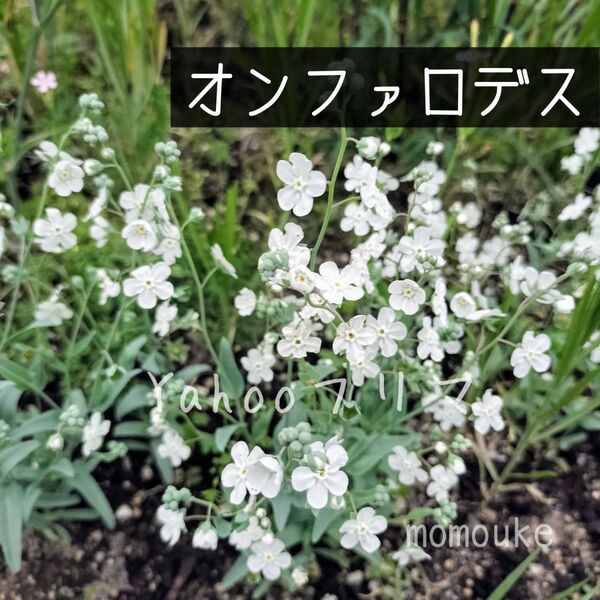 オンファロデス 花の種 100粒