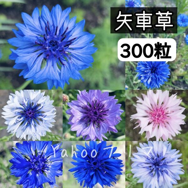 矢車草 花の種 300粒以上