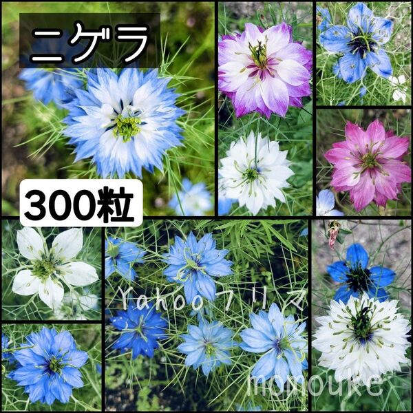 ニゲラ 花の種 300粒以上