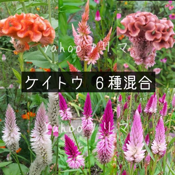 ケイトウ 花の種 6種混合 300粒
