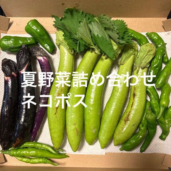 夏野菜詰め合わせ ネコポス