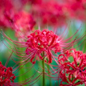 彼岸花 球根 50球/多年草 曼珠沙華 ヒガンバナ リコリス 夏水仙 小さめ(超ミニミニ含む)