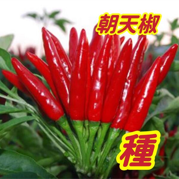中国産唐辛子種子 朝天椒種子 超辣 種の販売です