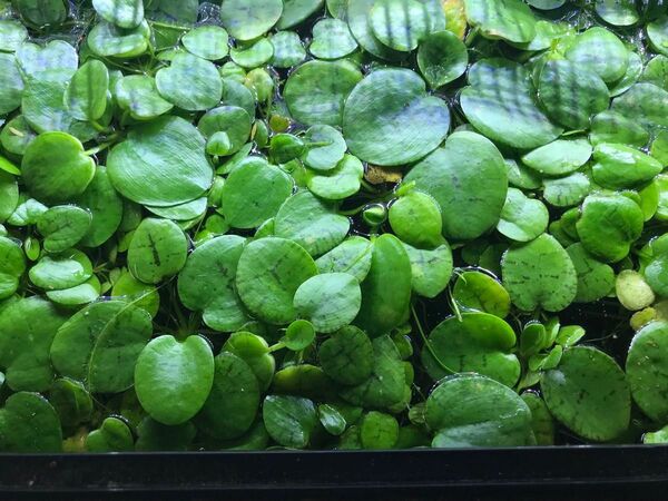 アマゾンフロッグピット25株 無農薬 メダカや金魚、熱帯魚水槽の浮き草として