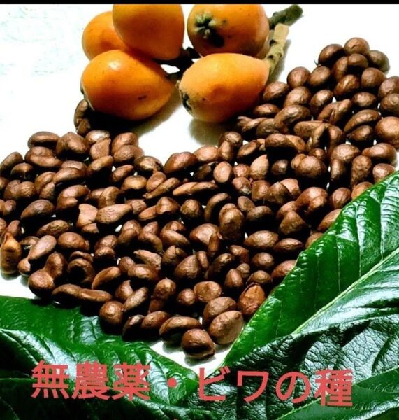 無農薬・自然栽培・家庭菜園・ビワの種・約500グラム