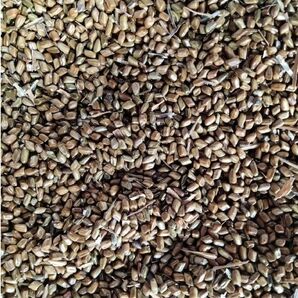 ハブ茶豆 200g ※焙煎していません