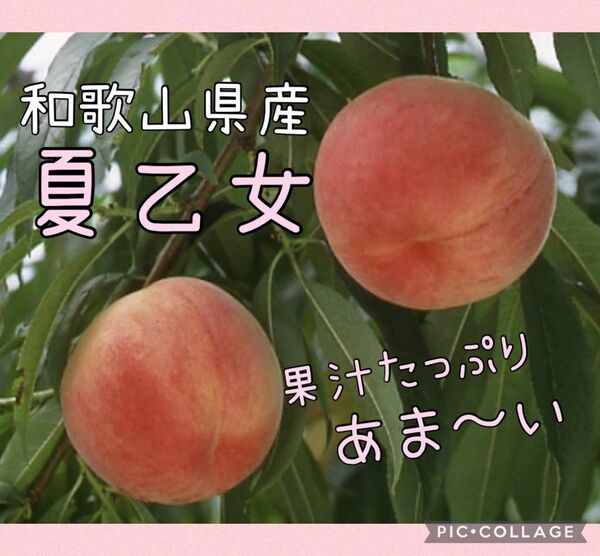 和歌山県産 桃 夏乙女 家庭用 5玉〜7玉