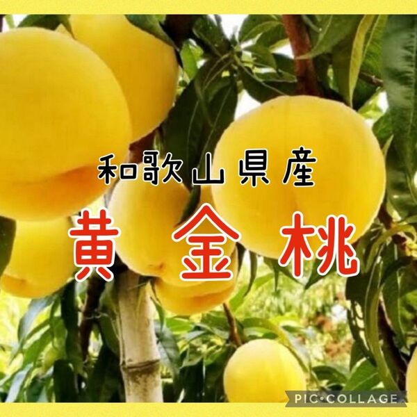 ※予約受付※和歌山県産 桃 黄金桃 家庭用 5玉〜7玉(8/4以降順次発送予定