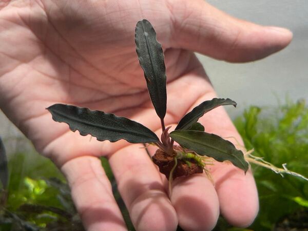 水草ブセファランドラspクダガン変わり葉TYPE細葉系溶岩石付き1個