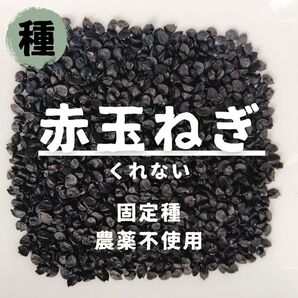 【種】タマネギ くれない 農薬不使用 60粒