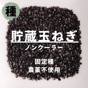 【種】タマネギ ノンクーラー 農薬不使用 60粒