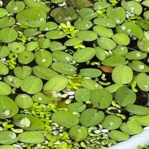 浮き草 サンショウモ 50g メダカビオトープ