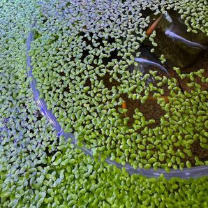アオウキクサ 30g (浮草 水草 水生植物)
