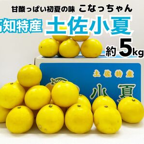 お買い得♪数量限定☆ 高知特産 訳あり土佐小夏 サイズおまかせ 約5kg