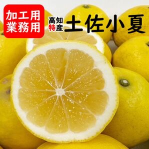 お買い得♪数量限定☆ 高知特産 加工用土佐小夏 サイズおまかせ 混合あり 約5kg